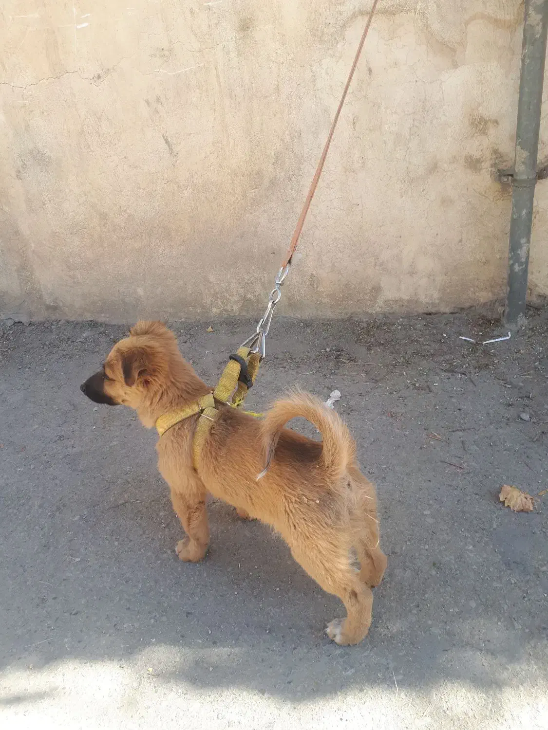 توله سگ نر پاکوتاه شناسنامه دار۲۵۰۰۰۰۰|سگ|بروجرد, |دیوار