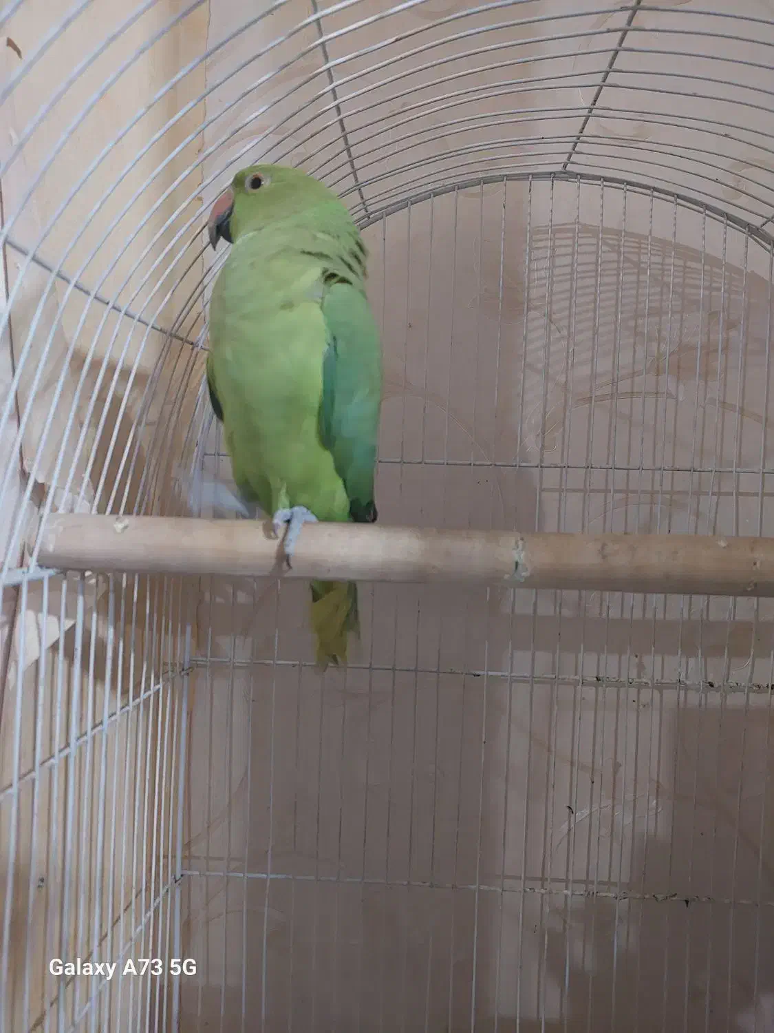 طوطی ملنگو ماده|پرنده|فردیس, منظریه|دیوار