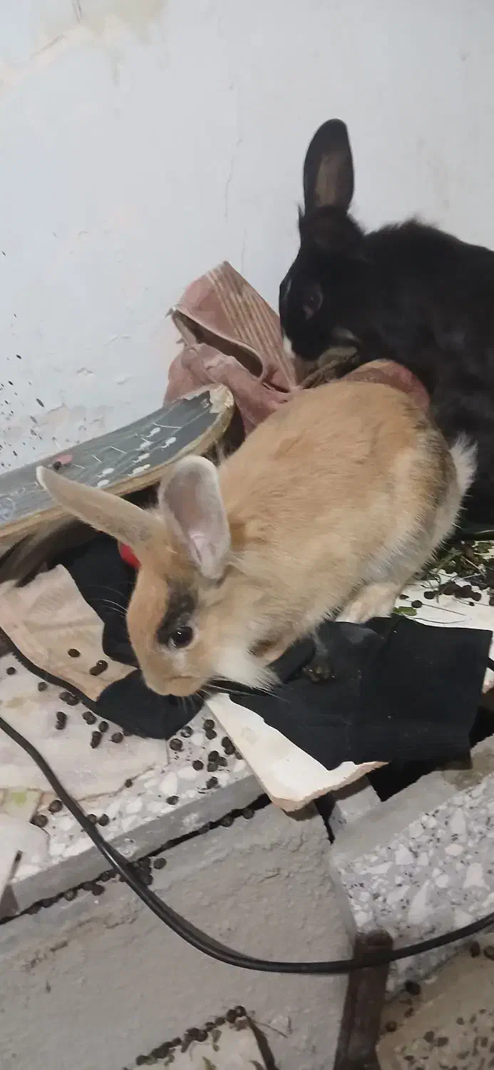 خرگوش  نرو ماده|موش و خرگوش|سنندج, |دیوار