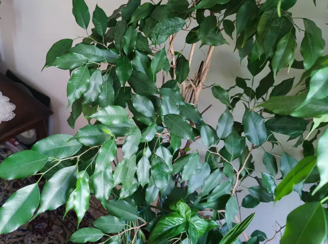 ۳ تا گلدان نهال بنجامین ۱۷۰ سانتی|گل و گیاه طبیعی|تهران, عباسآباد|دیوار