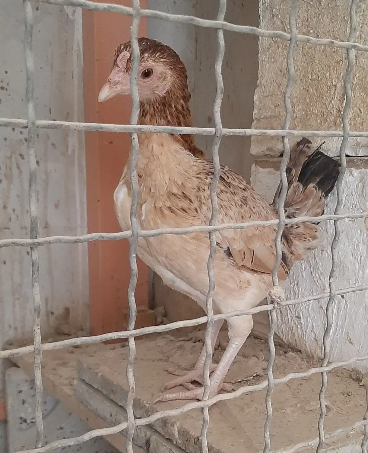 مرغ کوشامو یا لاری مینیاتوری۱۱ماهه|حیوانات مزرعه|ورامین, شهرک مدرس|دیوار