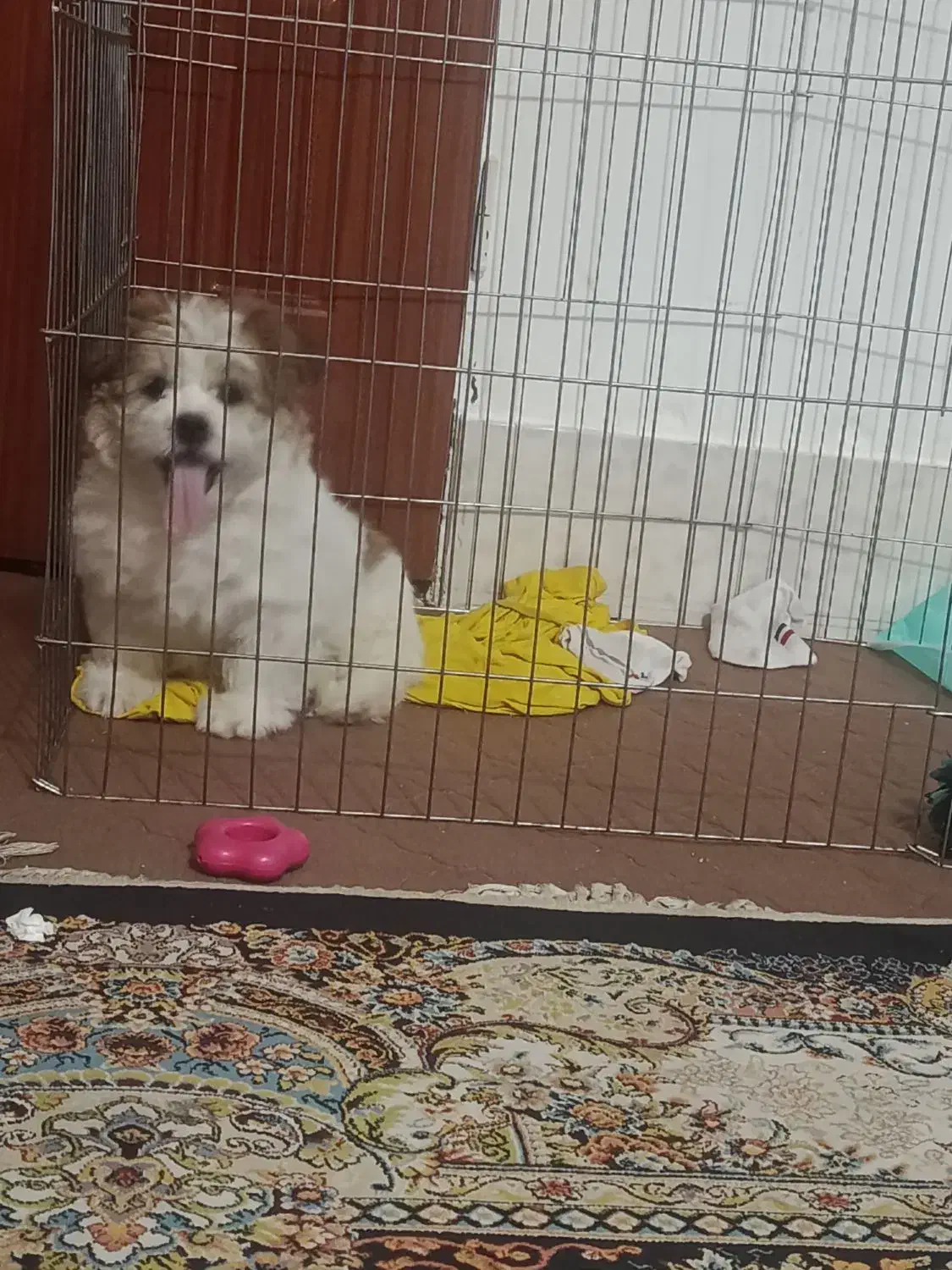 سگ شیتزو فلت|سگ|مشهد, رده|دیوار