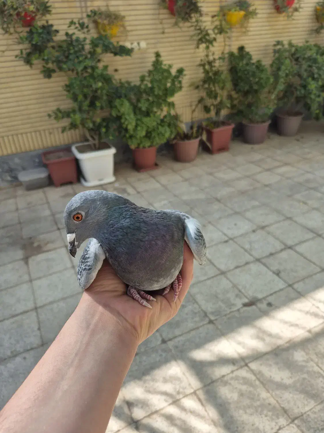 کفتر پلاکی|حیوانات|خمینیشهر, |دیوار