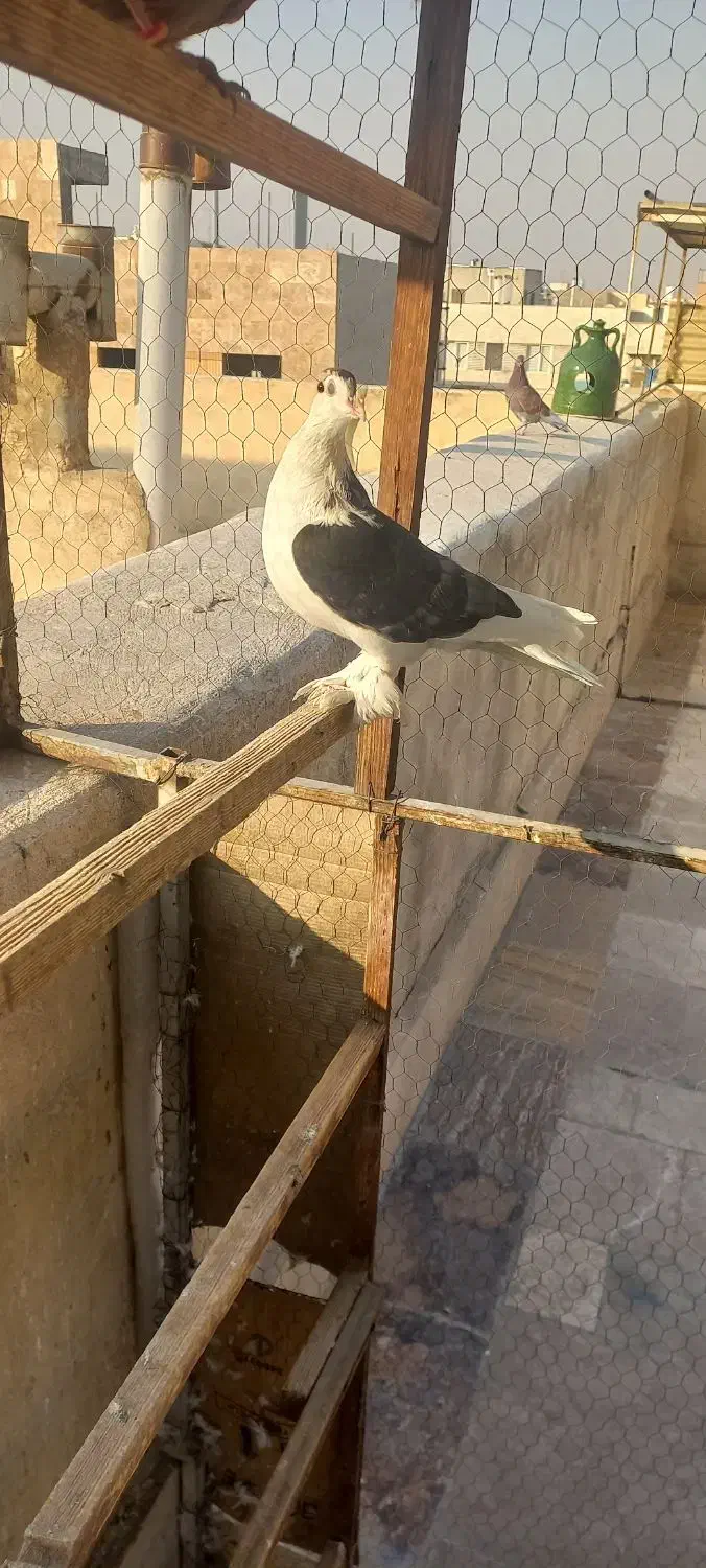 کفتر چادری نر پا چکمه عالی وسالم|پرنده|تهران, گلچین|دیوار