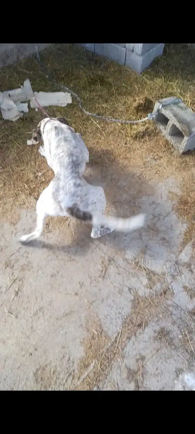 واگزاری سگ|سگ|سقز, |دیوار