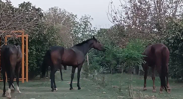 پانسیون و نگهاری اسب پرورش اسب|اسب و تجهیزات اسبسواری|تهران, والفجر (افسریه)|دیوار