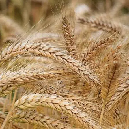 جو محلی|خوردنی و آشامیدنی|بروجن, |دیوار