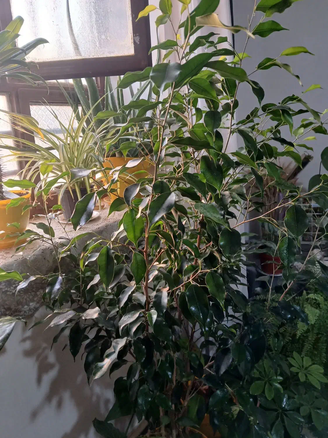 گل گیاه|گل و گیاه طبیعی|زابل, |دیوار