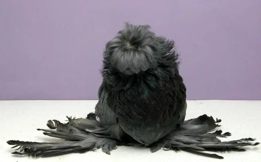 سینه سیاه|حیوانات|زرند, |دیوار