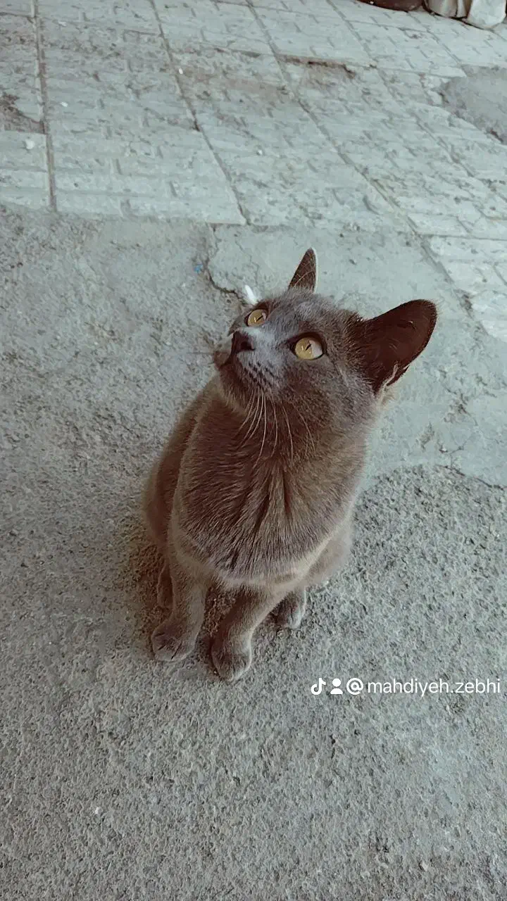 گمشده|گربه|تربتحیدریه, کلاته توکلی|دیوار