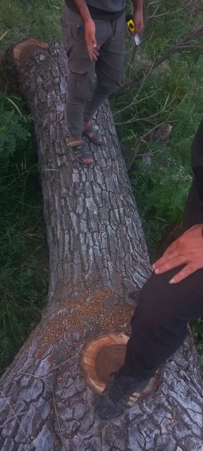 خرید چوب باغی. تخته. هرسکاری. سقفی|خدمات باغبانی و درختکاری|شیراز, گویم|دیوار