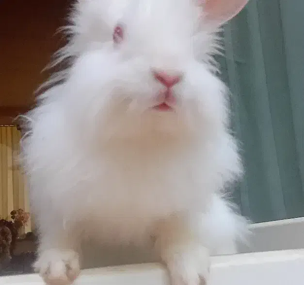 خرگوش لوپ سفید|موش و خرگوش|تبریز, |دیوار