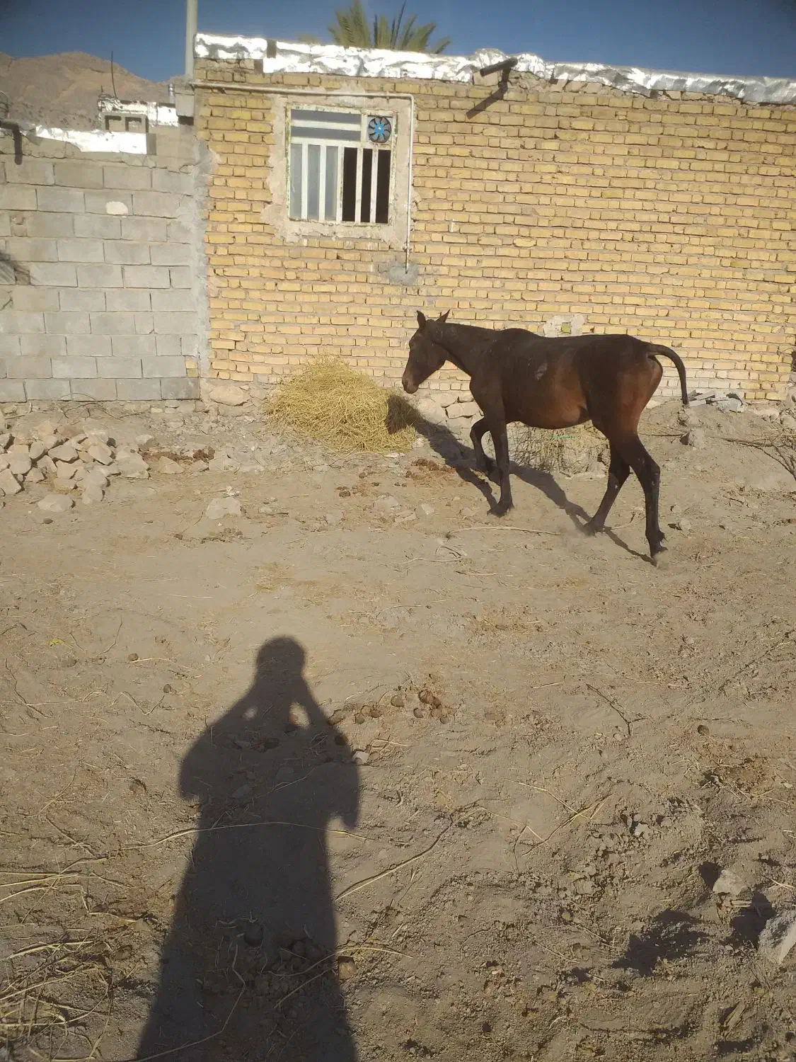 اسب نریان دو ساله|اسب و تجهیزات اسب‌سواری|جره و بالاده, |دیوار