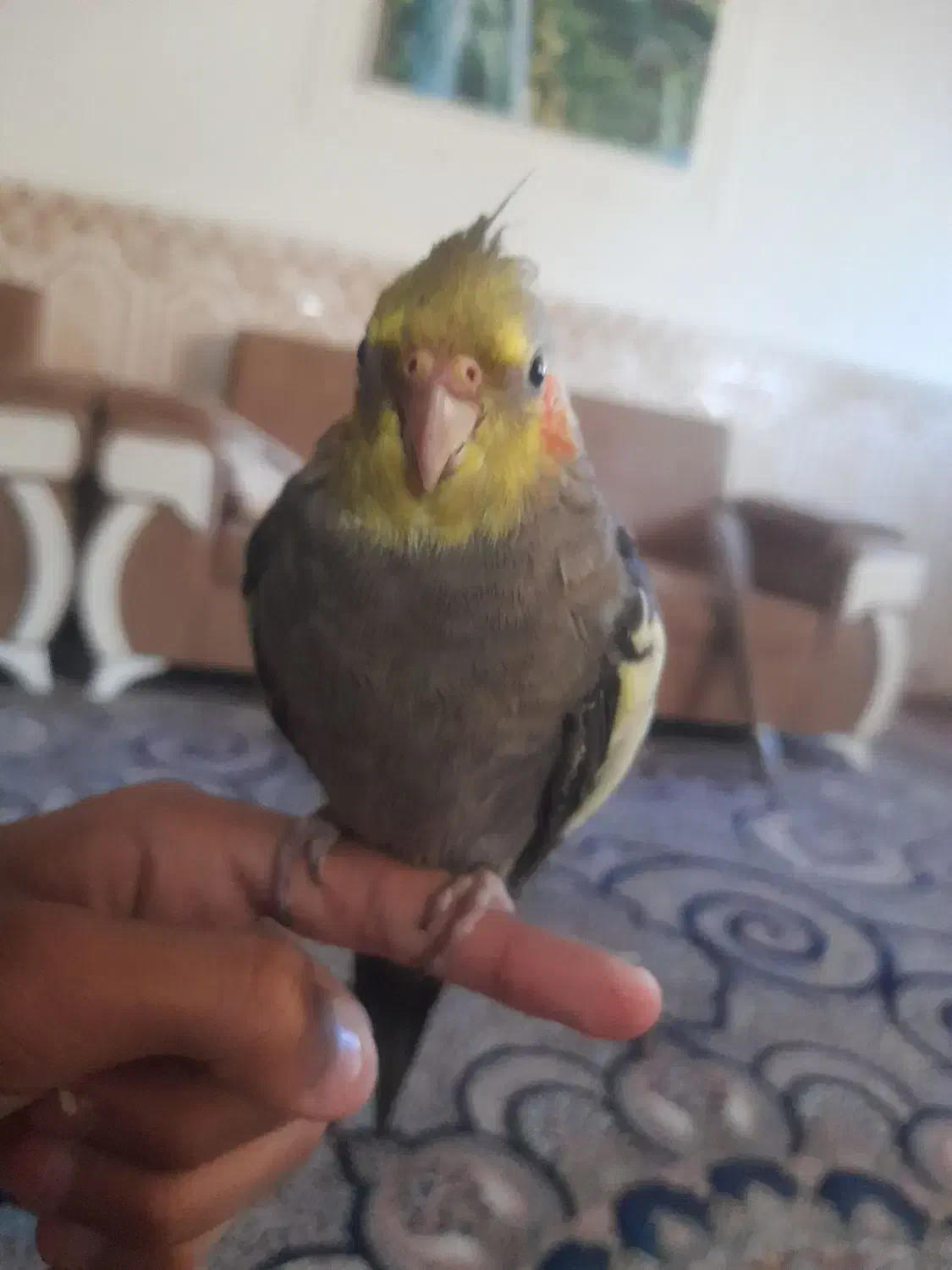 عروس هلندی گمشده|پرنده|چابهار, |دیوار