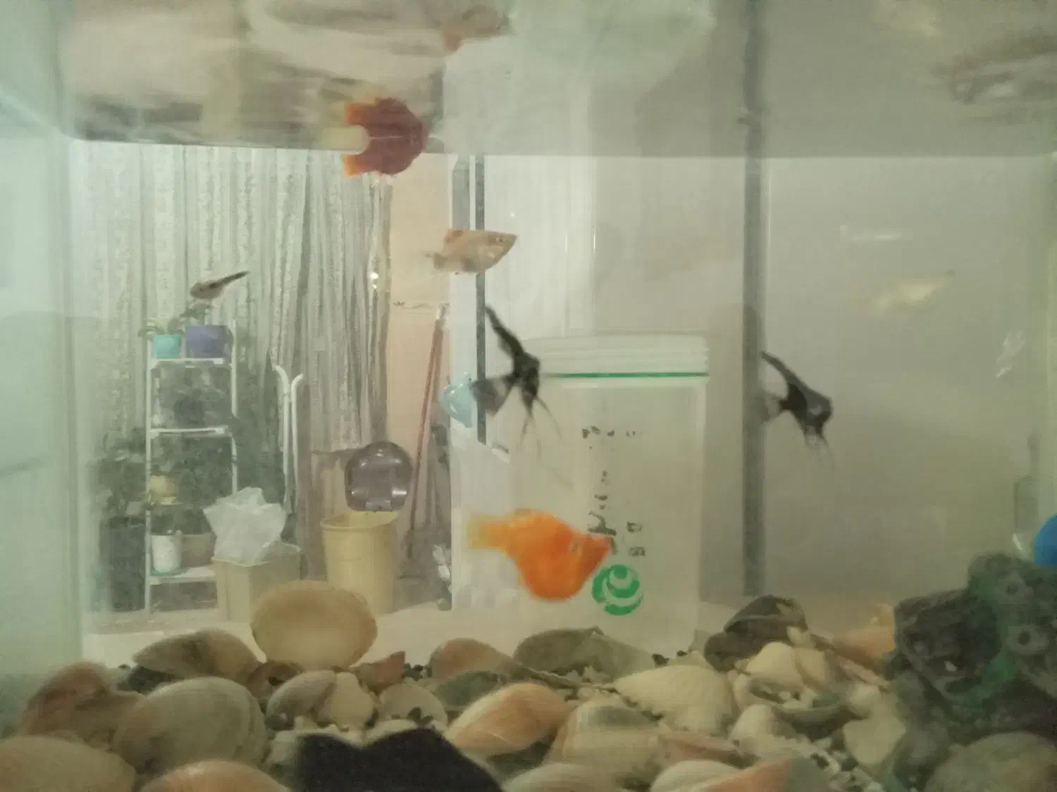 دوعدد آکواریم باقیمتی مناسب|ماهی|دماوند, گیلاوند|دیوار