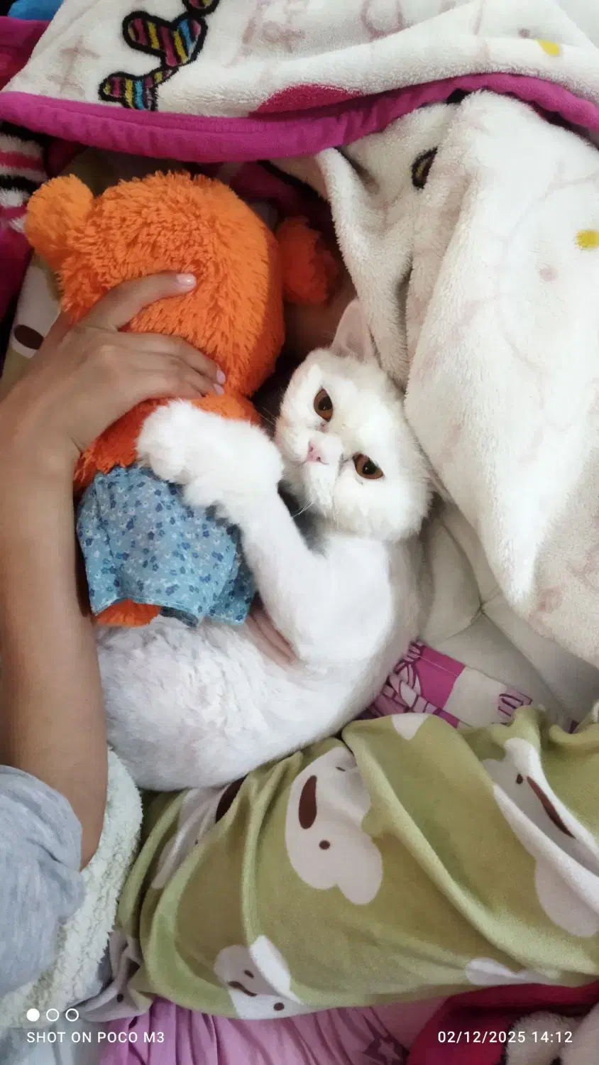 گربه پرشین|گربه|بیرجند, |دیوار