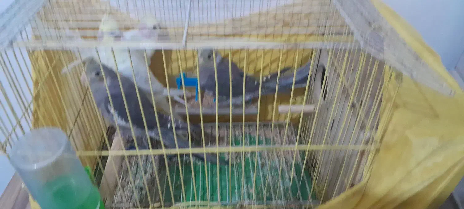 عروس هلندی|پرنده|رباط‌کریم, کیکاور|دیوار