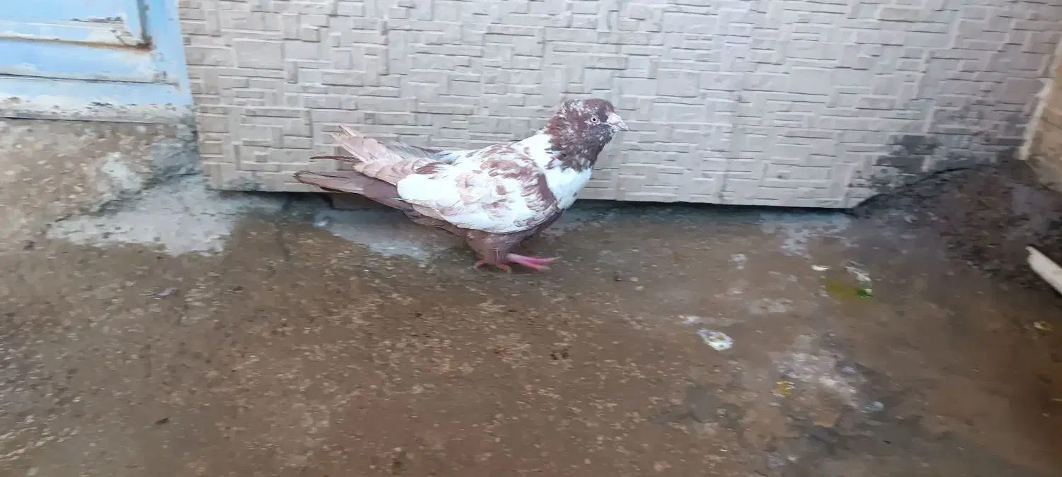 کبوتر|پرنده|لردگان, |دیوار