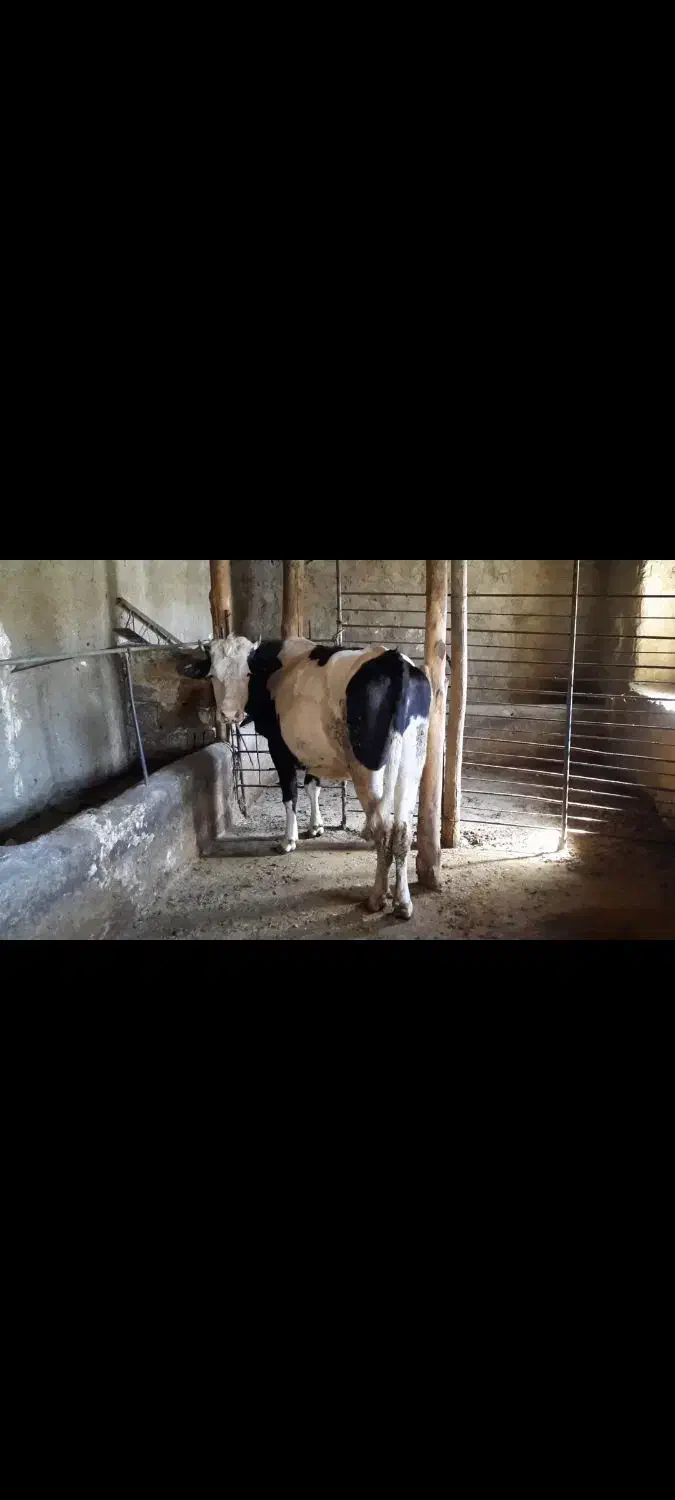 تلیسه سمینتال آبستن ۸ ماهه|حیوانات مزرعه|سروآباد, |دیوار