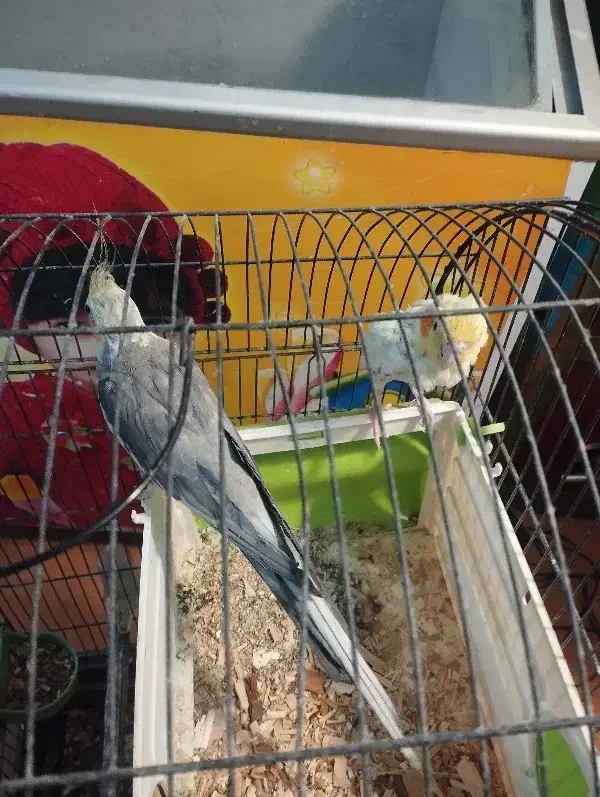 عروس|پرنده|صحنه, |دیوار