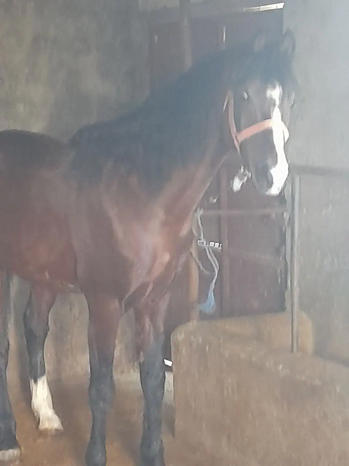 اسب فروشی|اسب و تجهیزات اسبسواری|رویان, |دیوار