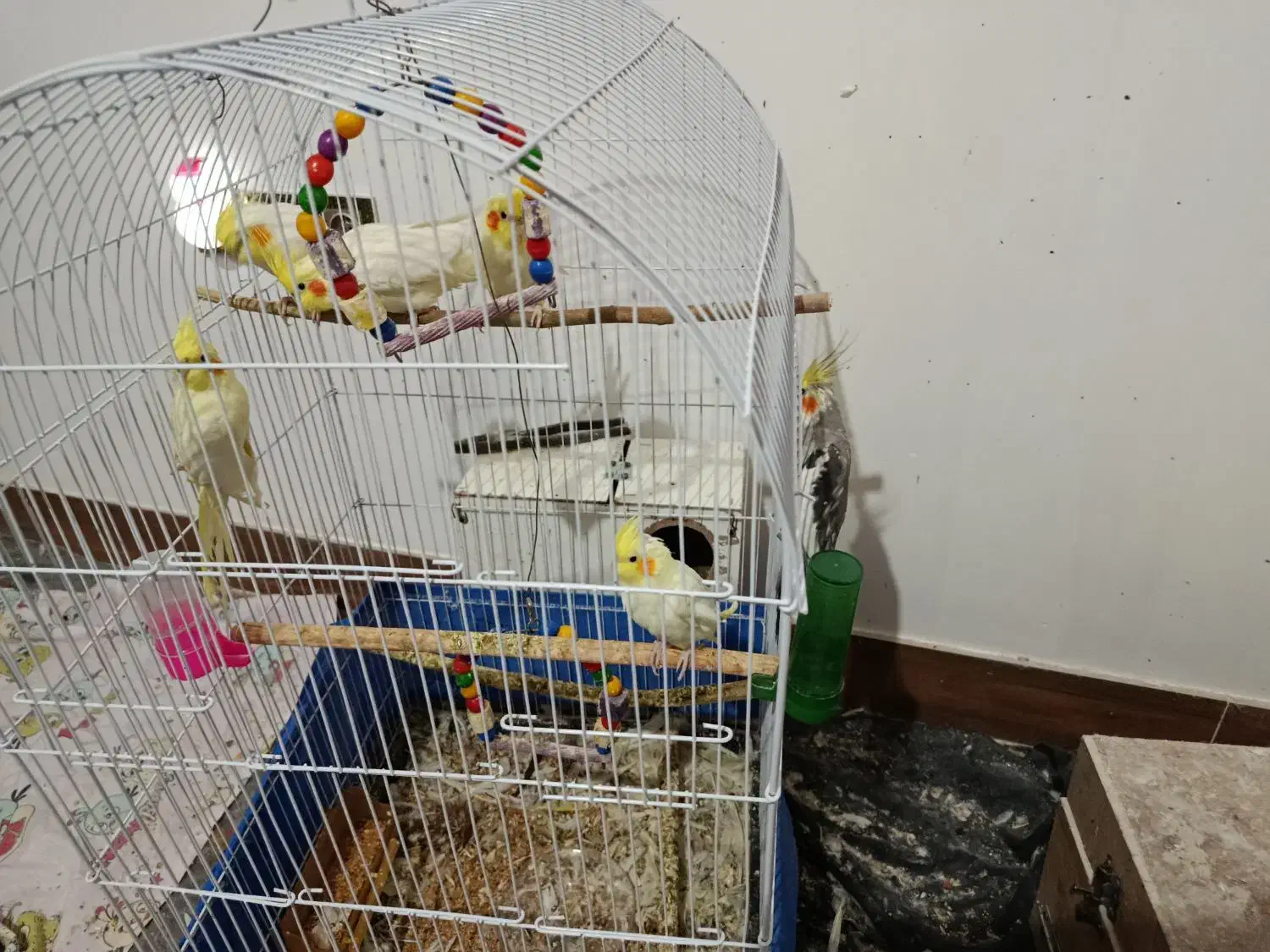 عروس هلندی|پرنده|شاهرود, |دیوار