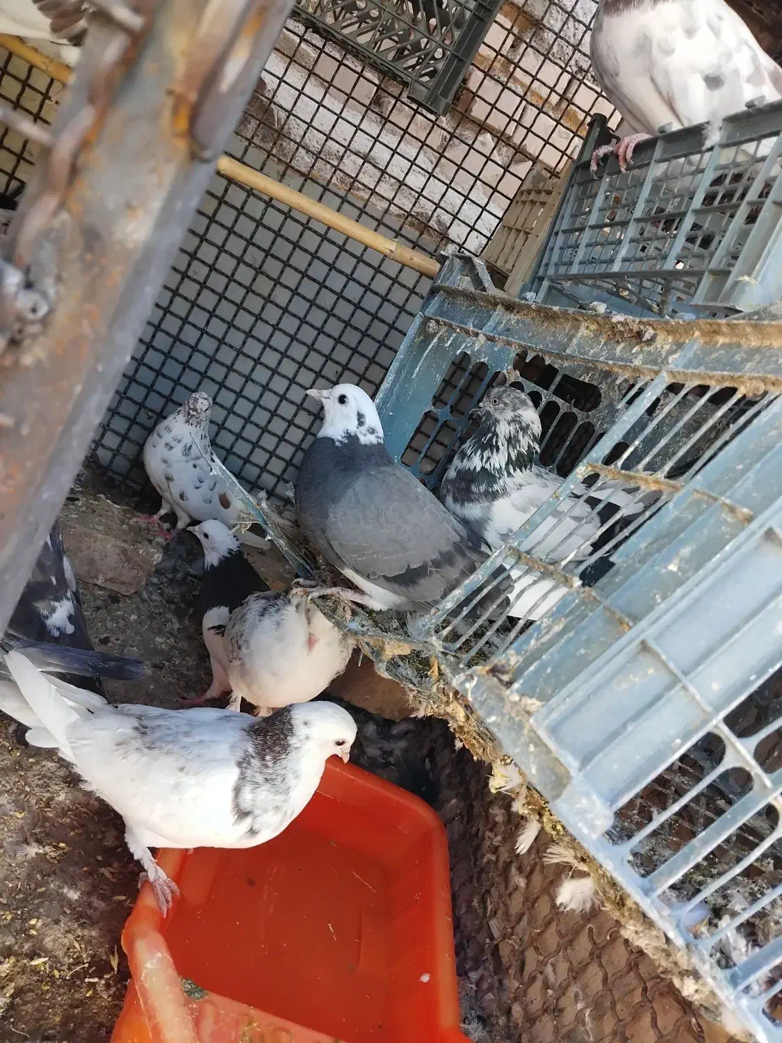 ۱۰عددکبوترتهرانی،جوین|پرنده|جغتای, |دیوار