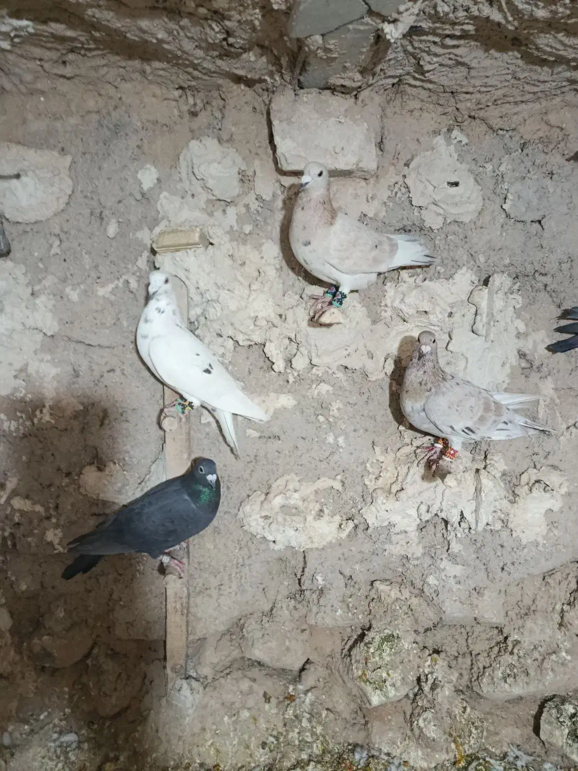 کفتر پلاکی و بهبهانی.وشهری|پرنده|ارسنجان, |دیوار