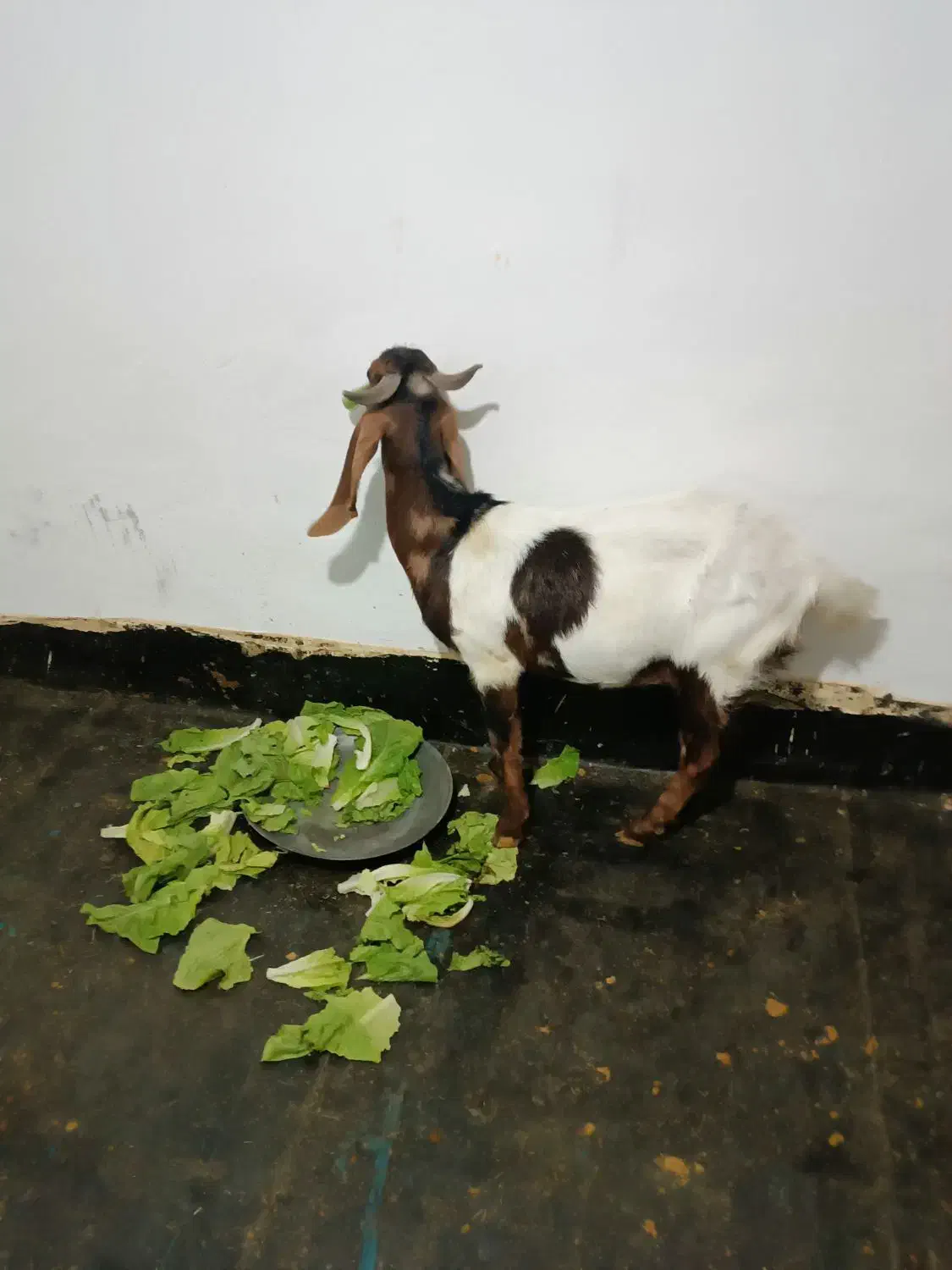 بز پاکستانی|حیوانات مزرعه|مهاباد (آذربایجان غربی), |دیوار