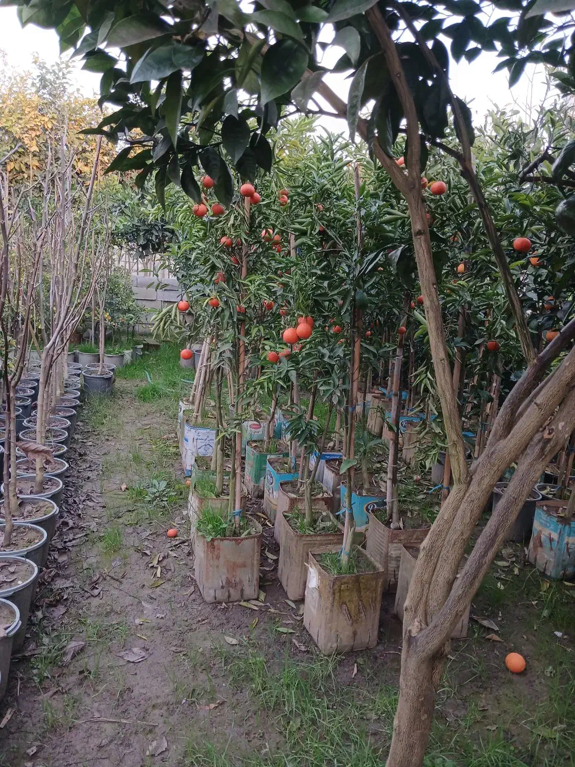 فروش نهال در پایه های ملو نارنج|خدمات باغبانی و درختکاری|گتاب, |دیوار