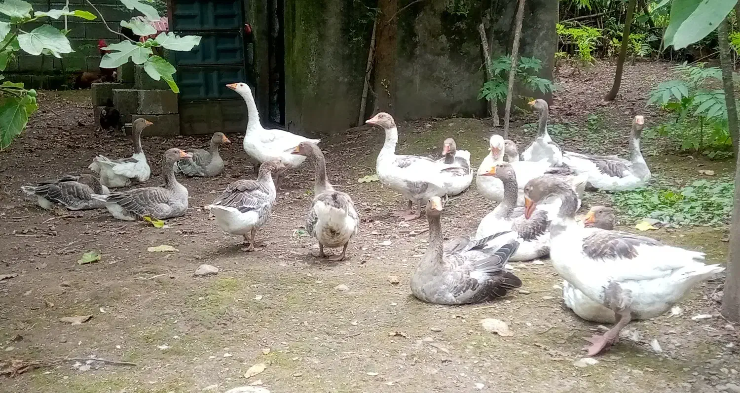 غاز محلی|حیوانات مزرعه|سیاهکل, |دیوار