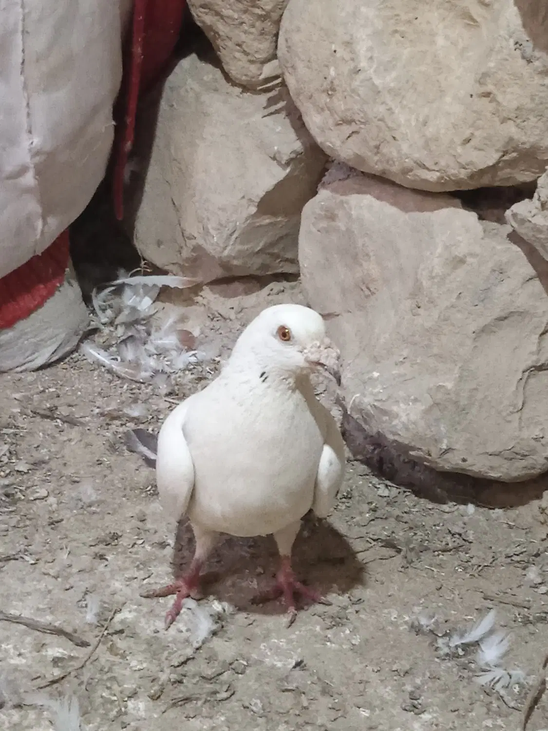 کبوتر|پرنده|آشخانه, |دیوار