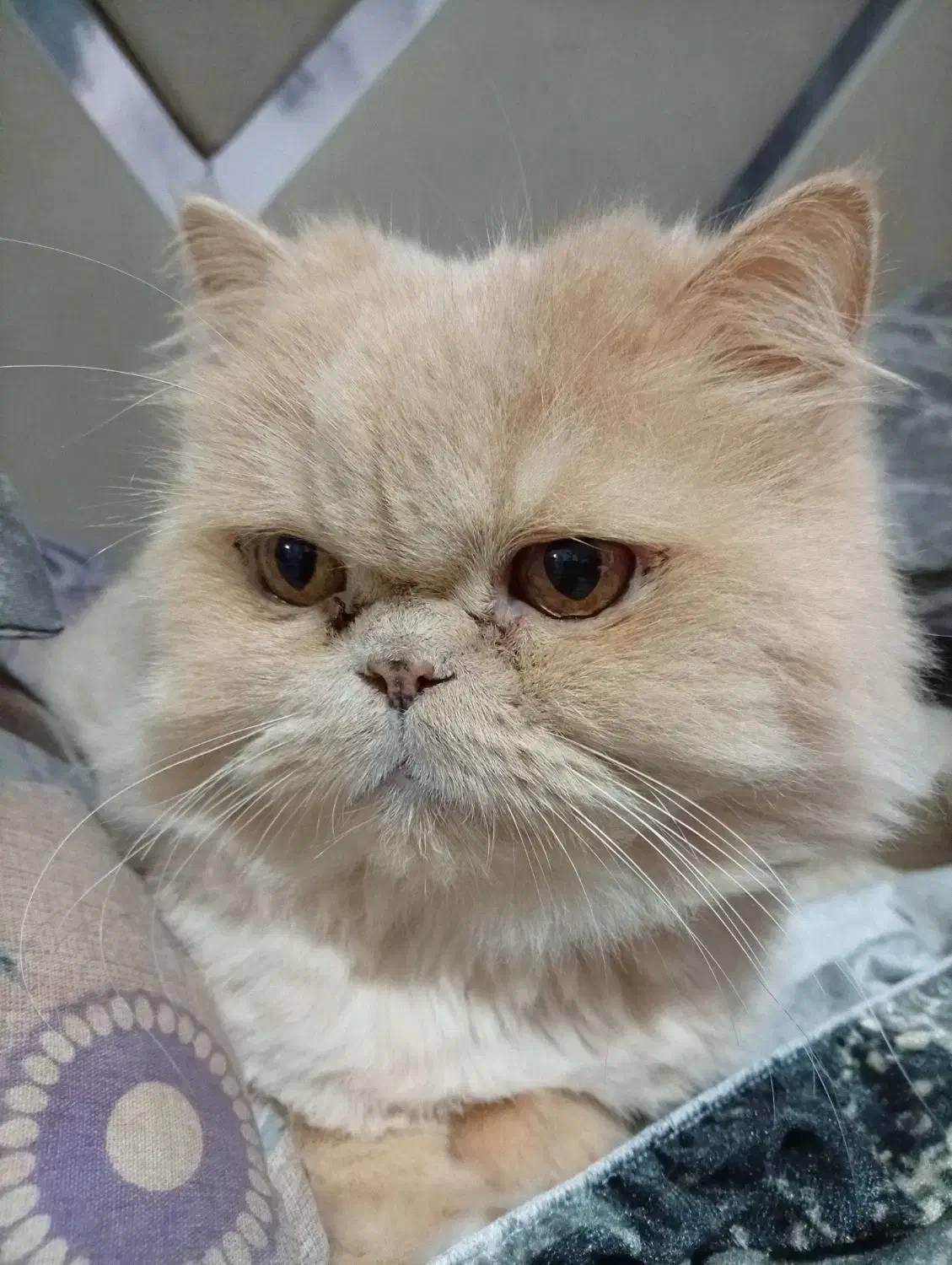 گربه پرشین کرم و سفید آرام ملوس|گربه|چالوس, |دیوار