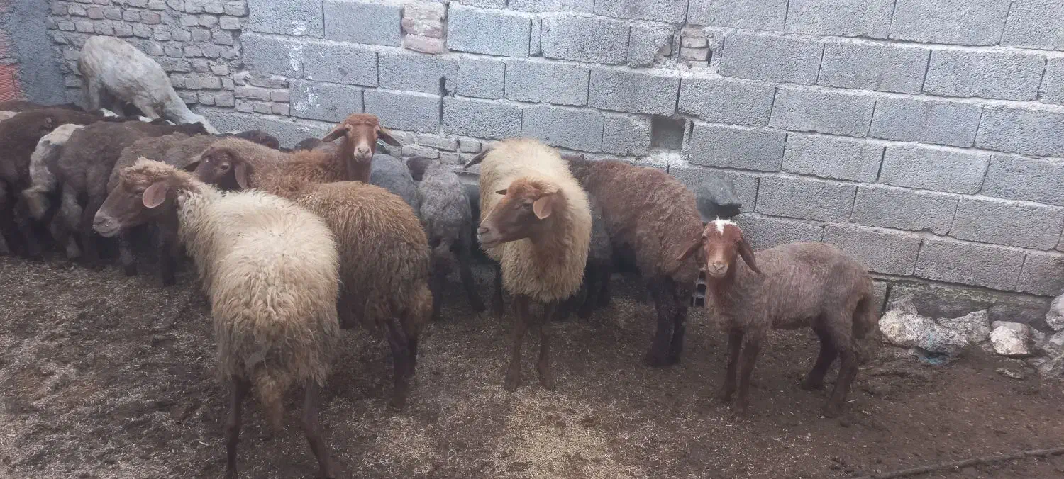 گوسفند آبستن|حیوانات مزرعه|بهشهر, |دیوار