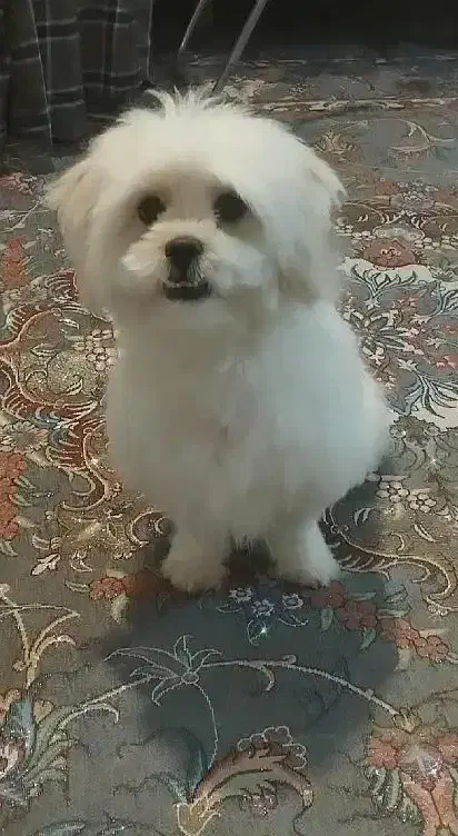 شیتزو|سگ|گرگان, |دیوار