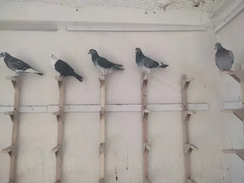 پلاکی|پرنده|نورآباد ممسنی, |دیوار