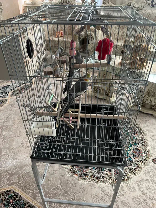 عروس هلندی|پرنده|هشتگرد, شهرک کوثر|دیوار