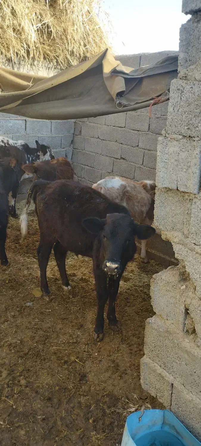 گوساله|حیوانات مزرعه|وحیدیه, |دیوار