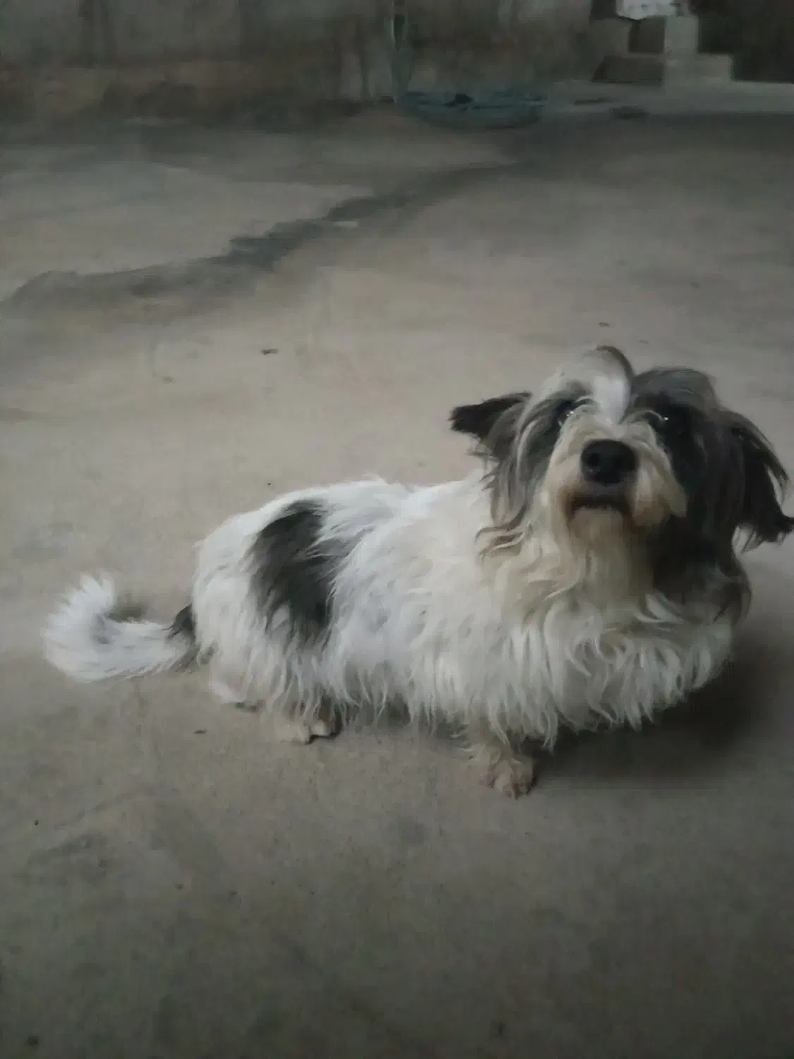 سگ ماده شیتزو|سگ|بوکان, |دیوار