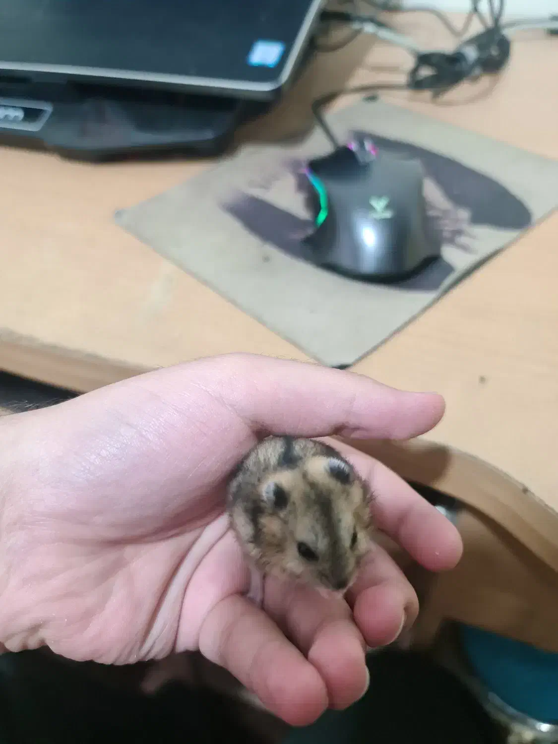 همستر مینیاتوری|موش و خرگوش|اصفهان, فرح آباد|دیوار