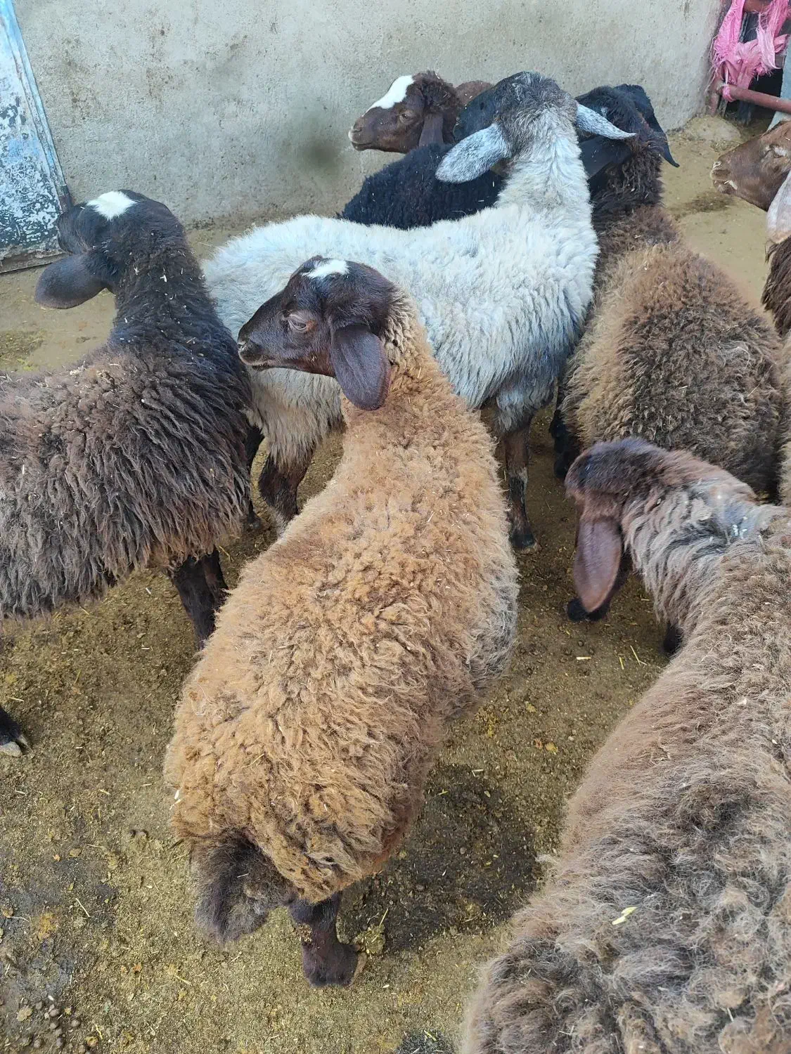 کاملا ارگانیک وبهداشتی|حیوانات مزرعه|قزوین, |دیوار