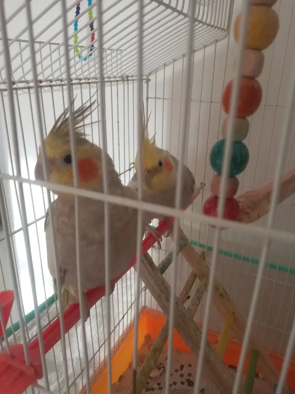 عروس هلندی|پرنده|آستانه اشرفیه, |دیوار