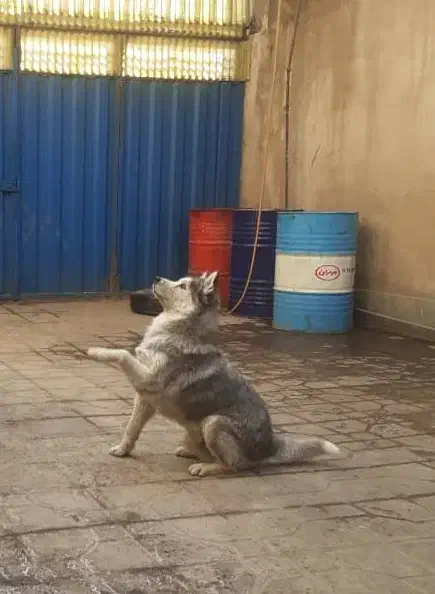 توله هاسکی|سگ|تهران, والفجر (افسریه)|دیوار