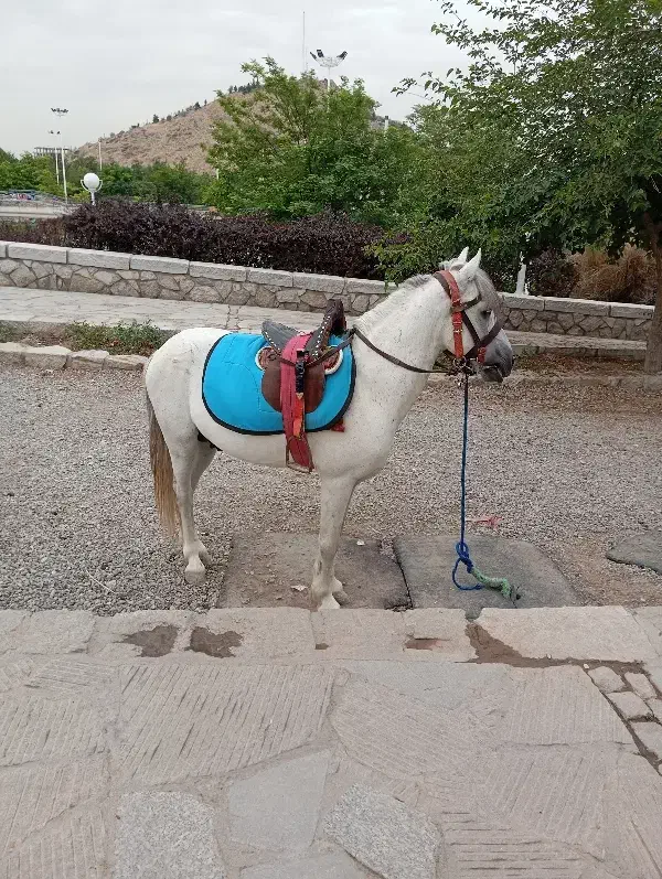 اسب سواری  عکاسی با اسب و محیط|اسب و تجهیزات اسب‌سواری|مشهد, کوه سنگی|دیوار