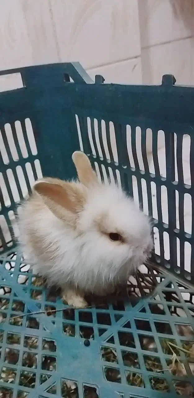 خرگوش لپ مینی|موش و خرگوش|مشهد, آیت الله خامنه‌ای|دیوار