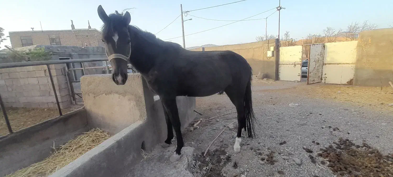 اسب مادیون ترکمن مشکی آبستن|اسب و تجهیزات اسبسواری|مشهد, گاز|دیوار