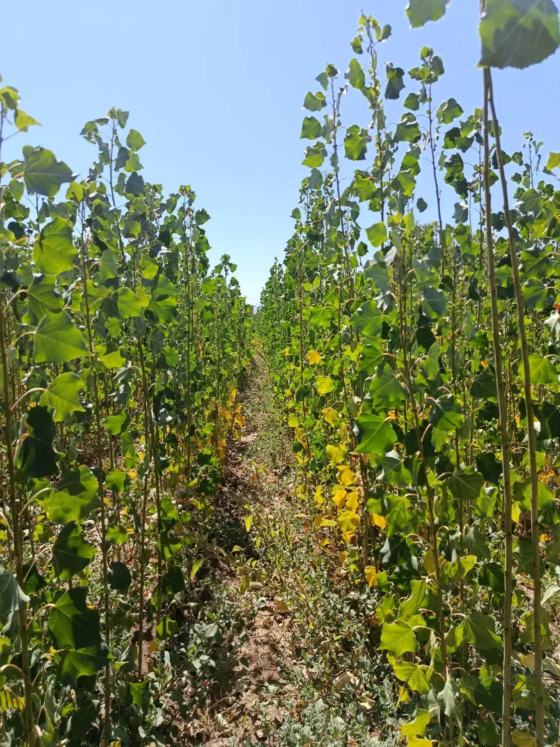 نهال یک ساله صنوبر نیگرا|گل و گیاه طبیعی|الشتر, |دیوار