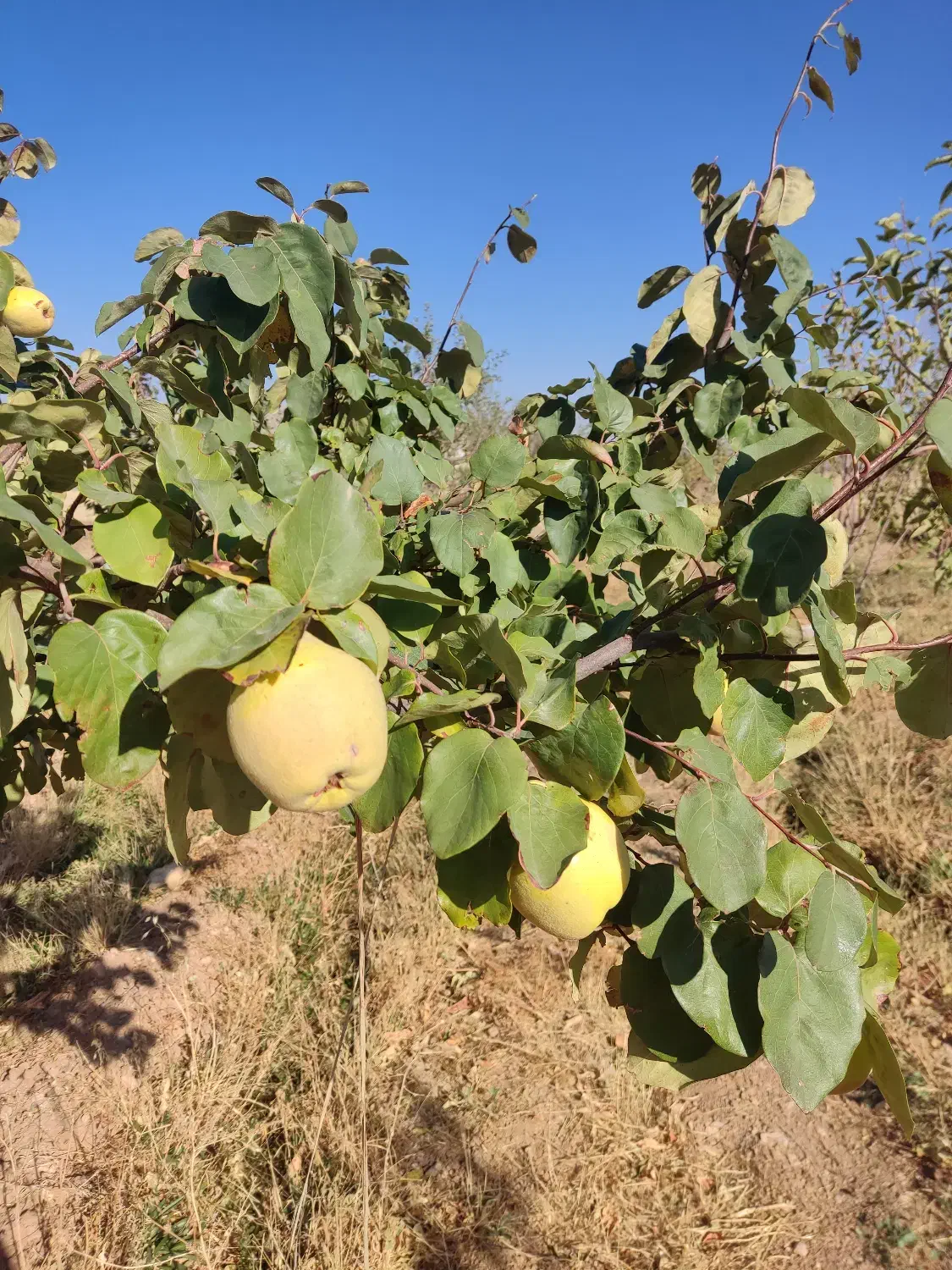 زمین باغ و خانه ویلایی در شهرستان شازند|فروش خانه و ویلا|شازند, |دیوار