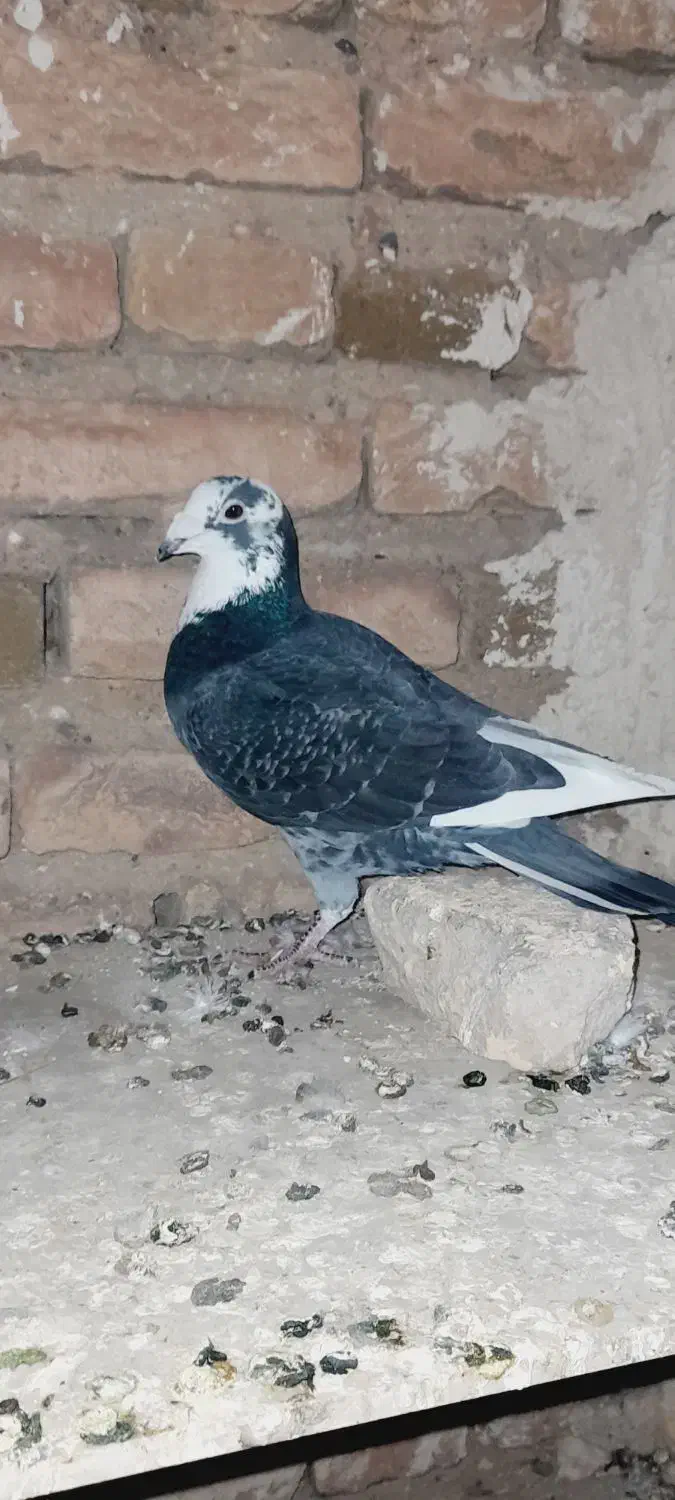 مسافتی|پرنده|اهر, |دیوار