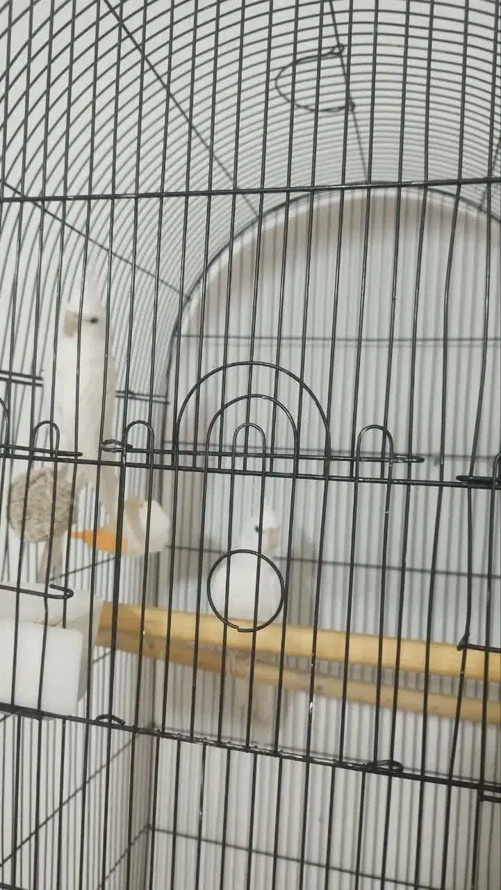 جفت عروس هلندی مولد،آلبینو،دوکت،ایزابلا،لوتینو|پرنده|ری, دیلمان|دیوار